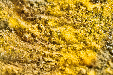 Penicillin and aspergillum mold on bread. Colonies of species of mold fungi, young (white), yellow Aspergillus flavus, green - Penicillum. Aspergillus niger ripe black round sporangia. Ultramacro