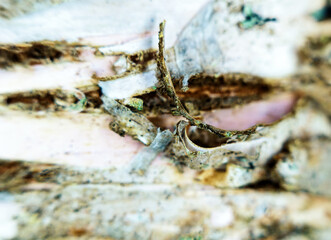 Birch bark on living tree. European white birch; weeping birch. Extreme close up. On white birch bark (silver bark) Slavs (Veliky Novgorod) wrote messages, as on parchment or paper