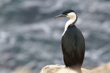 cormorant