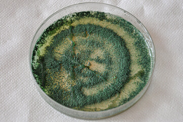 Isolated petri dish with green trichoderma mold culture