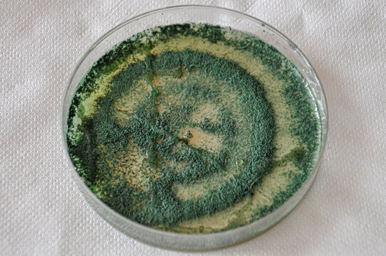 Isolated petri dish with green trichoderma mold culture