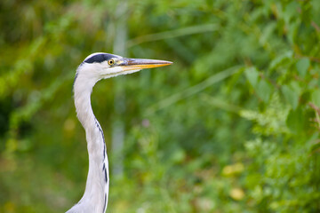 a grey heron close-up portrait