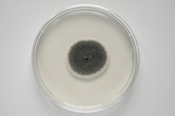 Aspergillus niger colony