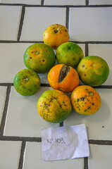 Citrus fruits affected by Asiatic canker (Xanthomonas axonopodis pv. citri)