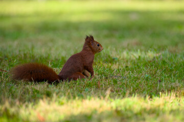 Eurasian red squirrel sitting on the green grass close-up