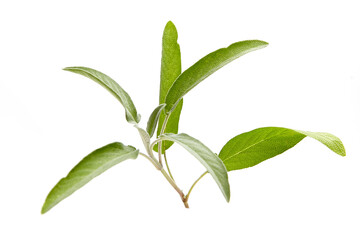 Close-up of vibrant green sage leaves on a single branch against a white background, ideal for culinary, herbal, and natural concepts