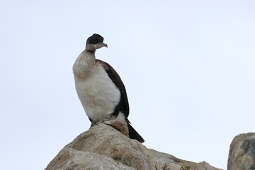 cormorant