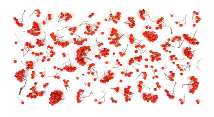Rowan berries isolated on white background.  Pattern of ripe Sorbus berries, Ashberries.