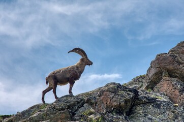 Ibex, Capricorn, Alpine ibex in the mountains