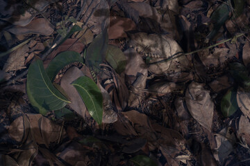 A close up of leaves and dirt with a green leaf in the foreground. The dirt is brown and there are some leaves scattered around