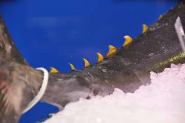 Thon rouge Méditerranée entier et détaillé