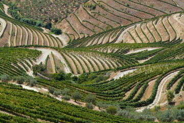 Duero valley near to Pinhao, Portugal