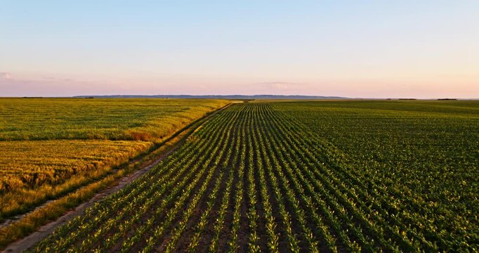 Agricultural corn maize plant crop field at industrial farm