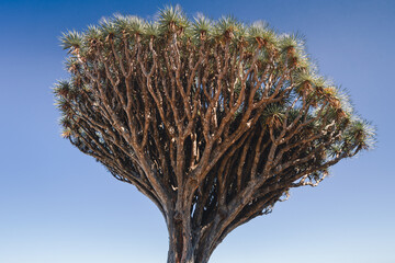 Dragon tree near town Realejo Bajo with beauty blue sky in sunny weather. 