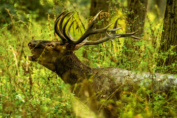 Majestic elk in vibrant forest clearing, calling out.