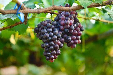 beautiful red grapes on the vines