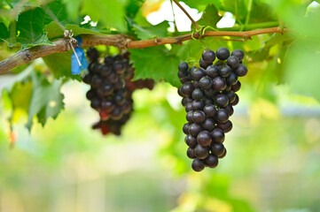 beautiful red grapes on the vines