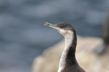 cormorant