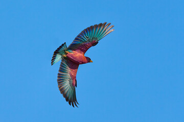 Broad-billed Roller, Eurystomus glaucurus, pink violet rare bird from Africa. Roller flight with...