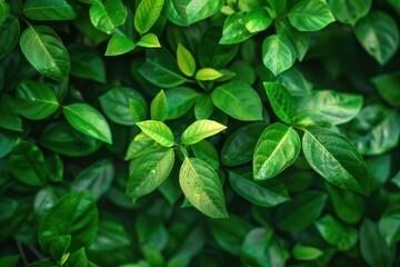 Close-Up of Green Leaves with Water Droplets, Symbolizing Freshness, Nature, and Pure Beauty