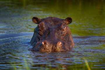Africa, wildlife, hippo i green grass water, wet season, sunset. African landscape with hippo. Hippopotamus amphibius capensis, with evening sun, animal in the nature, Okavango, Botswana  