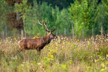 Majestic Elk Standing in Meadow with Antlers Raised