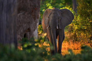 Elephant sunset. Elephant feeding tree branch. Khwai river forest with elephants, Botswana. Elephant in Africa. Big animal in the old forest. evening light, sun set. Magic wildlife scene in. Dark day