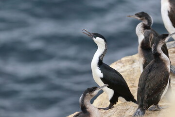 Fototapeta premium cormorant