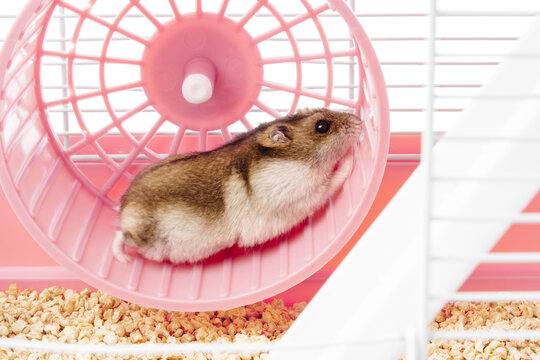 A playful hamster runs energetically on its wheel inside a bright, colorful cage