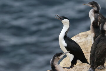 cormorant