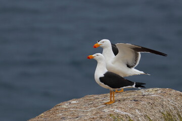 pacific gull