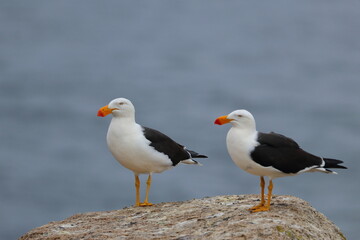 pacific gull