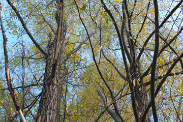 willow tree branches and blue sky in autumn