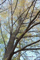 willow tree branches and blue sky in autumn