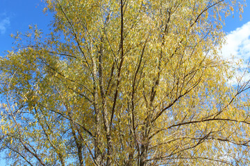 autumn, willow tree with yellow leaves