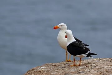 pacific gull