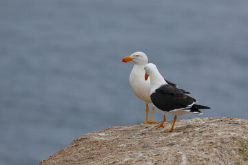 pacific gull