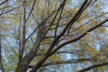 branches against blue sky