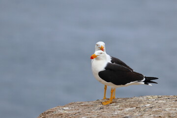 pacific gull