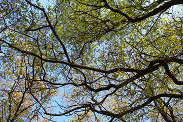 branches against blue sky