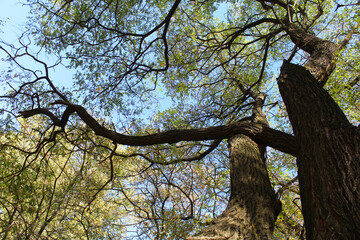 acacia tree in the park in autumn