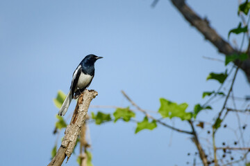Oriental magpie robin bird