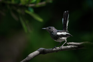 Oriental magpie robin, Copsychus saularis