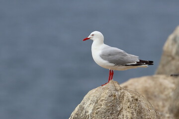 silver gull
