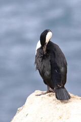 cormorant