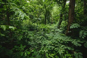 Fototapeta premium Lush Tropical Jungle with Dense Green Foliage and Vibrant Plant Life, Capturing the Beauty of Wild Nature