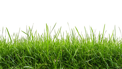 Green grass isolated on white or transparent background