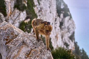 Barbary macaque, Macaca sylvanus, wild monkey in Gibraltar. The only one monkey species on the European continent. Urban wildlife on the top of Rock og Gibraltar. Animal in the nature.