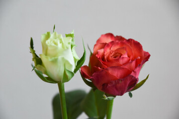 赤と緑のばら