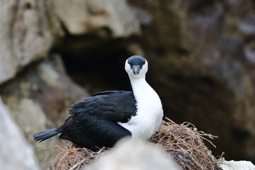 shag